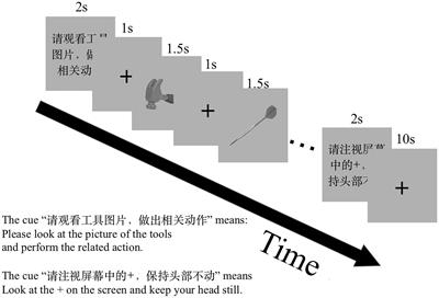 Different Neural Information Flows Affected by Activity Patterns for Action and Verb Generation